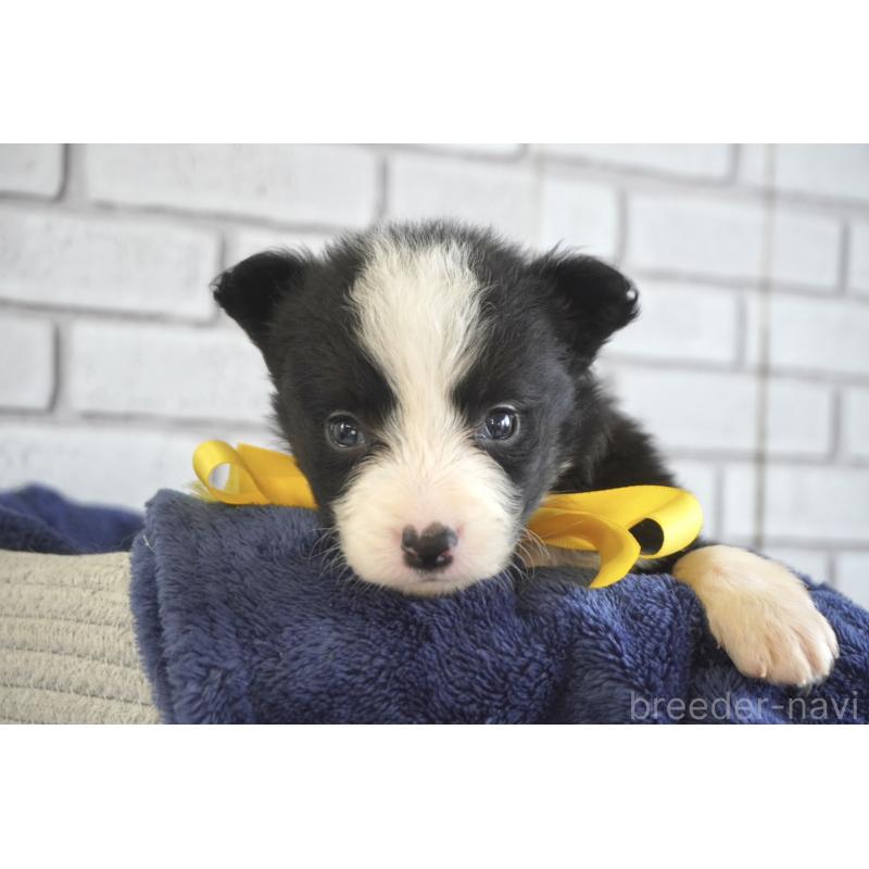 販売中の熊本県のボーダーコリー-434341の4枚目