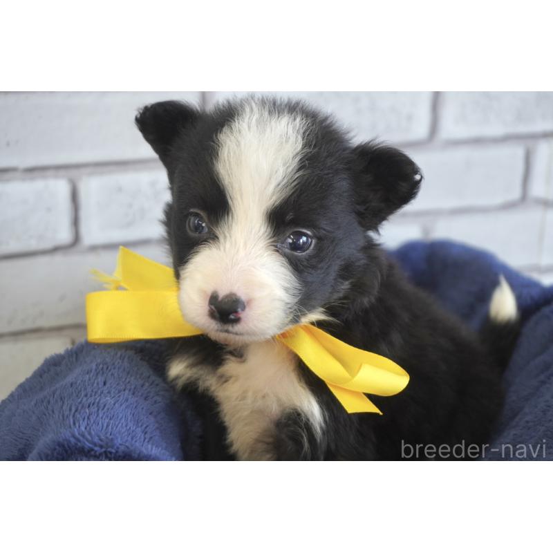 販売中の熊本県のボーダーコリー-434341