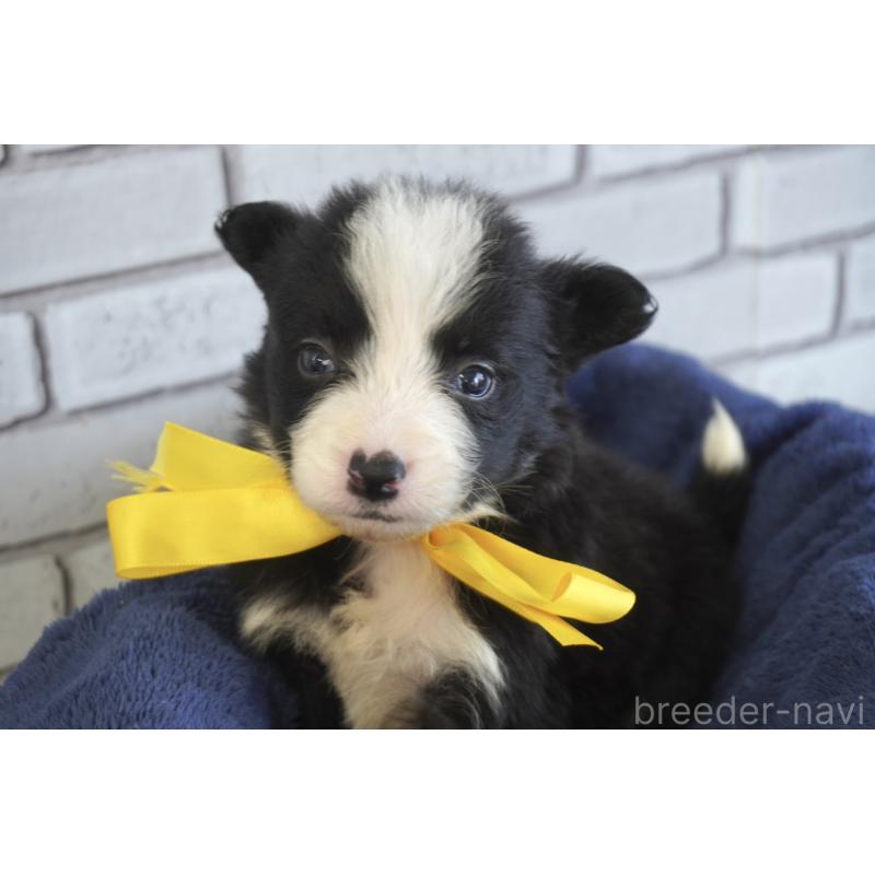 販売中の熊本県のボーダーコリー-434341の2枚目