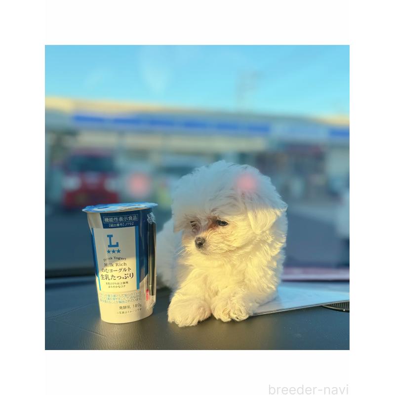 販売中の埼玉県のマルチーズ-434345の8枚目