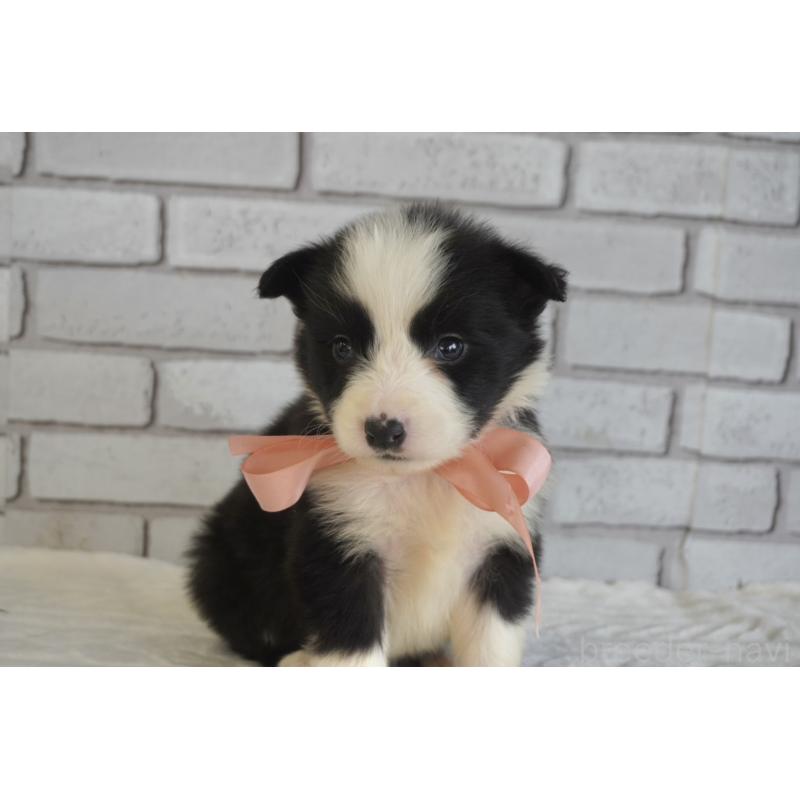 販売中の熊本県のボーダーコリー-434342の12枚目