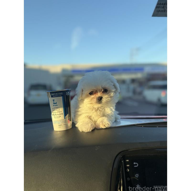販売中の埼玉県のマルチーズ-434345の7枚目
