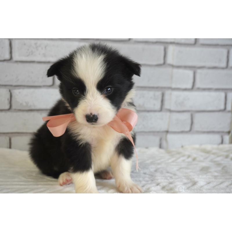 販売中の熊本県のボーダーコリー-434342の10枚目