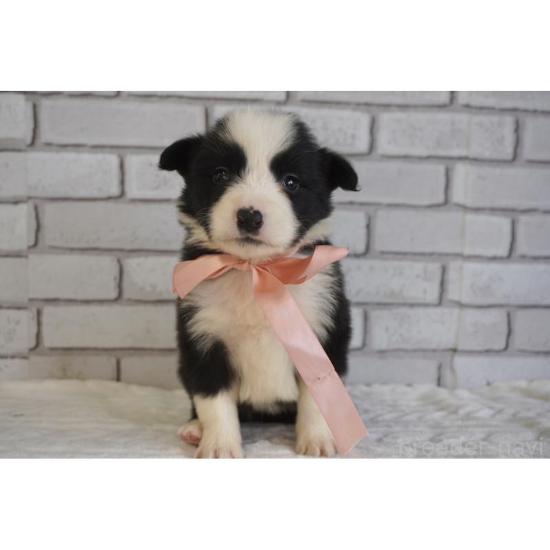 販売中の熊本県のボーダーコリー-434342の9枚目