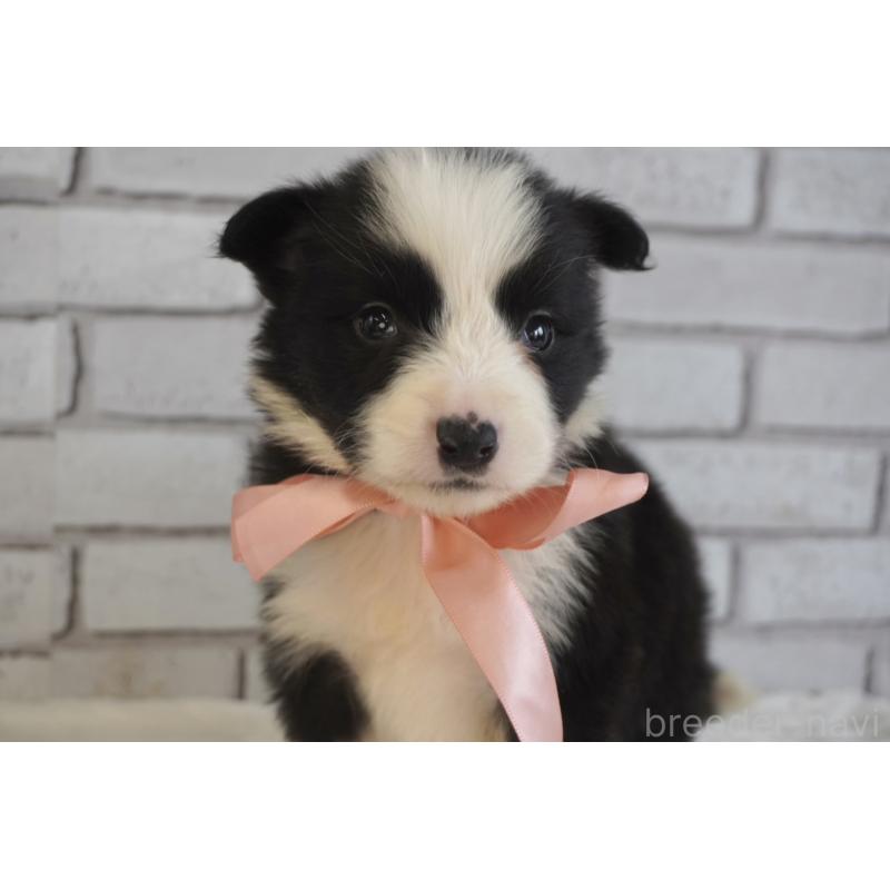 販売中の熊本県のボーダーコリー-434342の8枚目