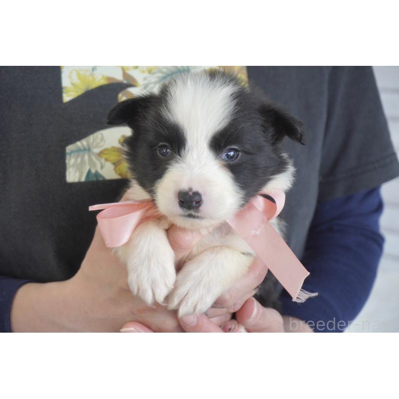 販売中の熊本県のボーダーコリー-434342の7枚目