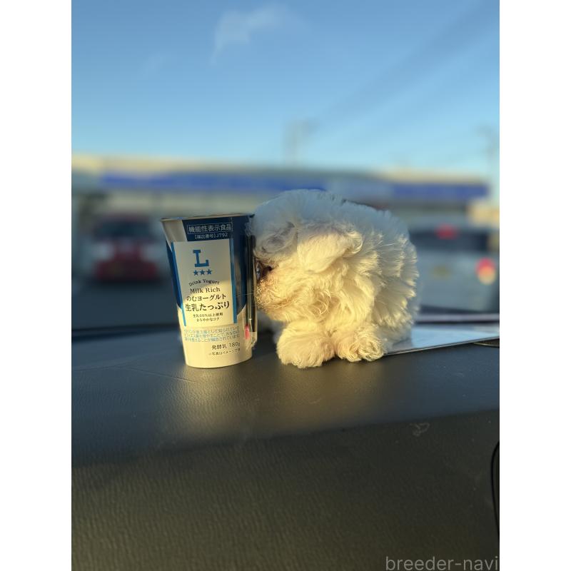 販売中の埼玉県のマルチーズ-434345の6枚目