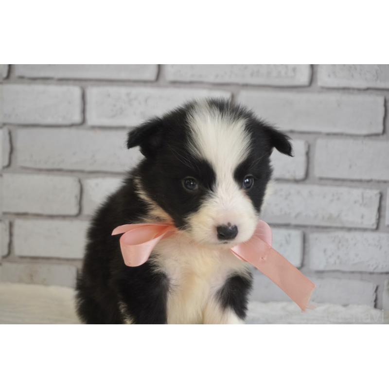 販売中の熊本県のボーダーコリー-434342の6枚目