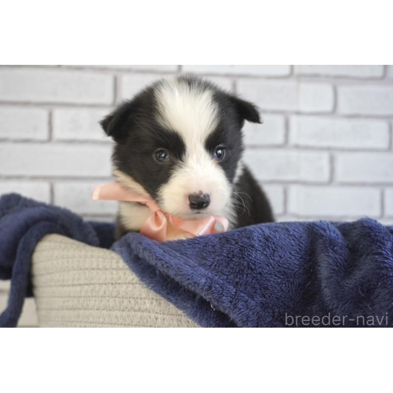 販売中の熊本県のボーダーコリー-434342の5枚目