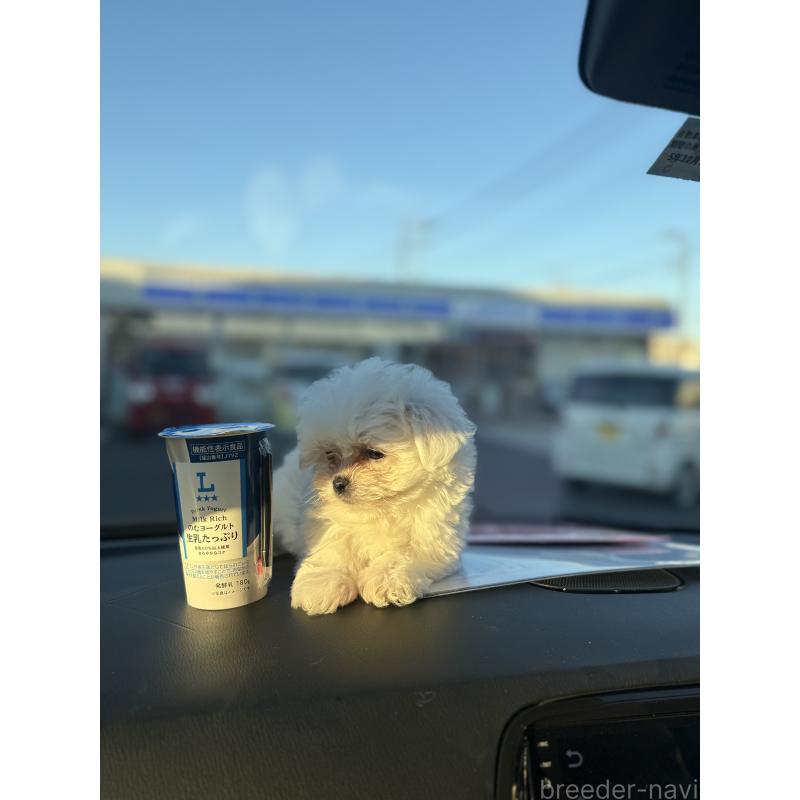 販売中の埼玉県のマルチーズ-434345の5枚目