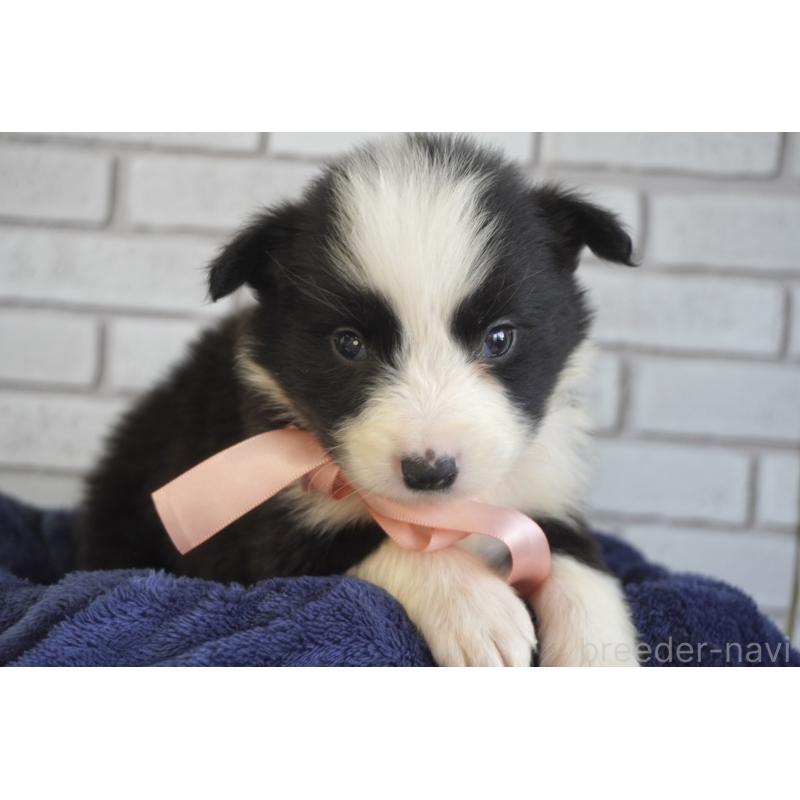 販売中の熊本県のボーダーコリー-434342の2枚目