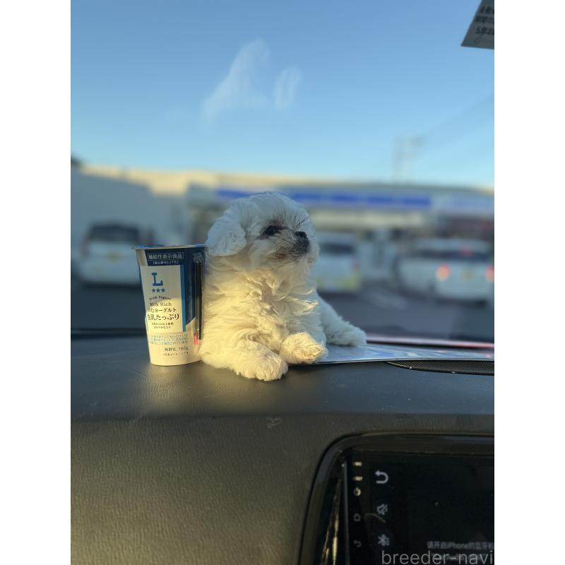 販売中の埼玉県のマルチーズ-434345の4枚目