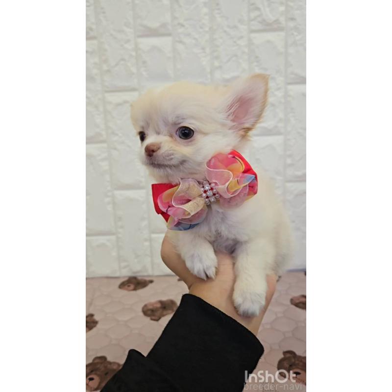 販売中の福岡県のチワワ(ロングコート)-434343の5枚目