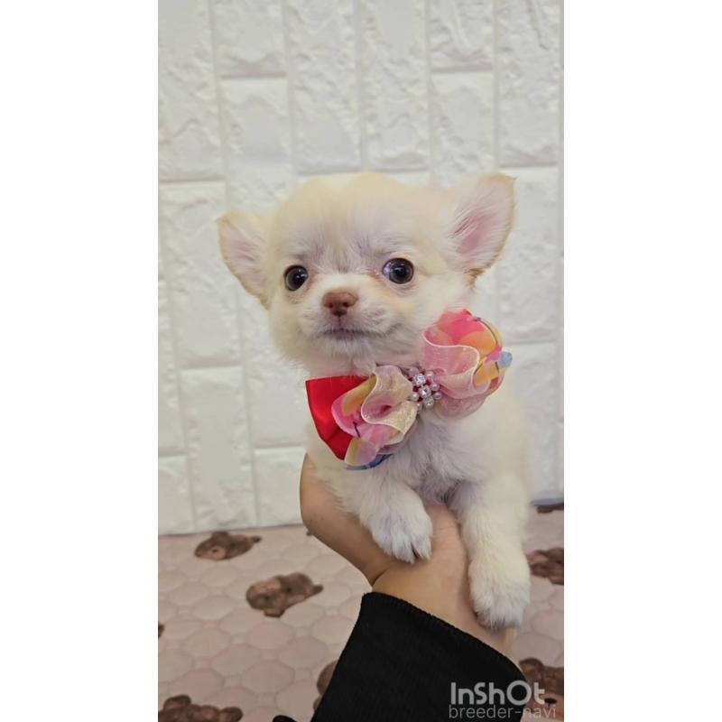 販売中の福岡県のチワワ(ロングコート)-434343の4枚目