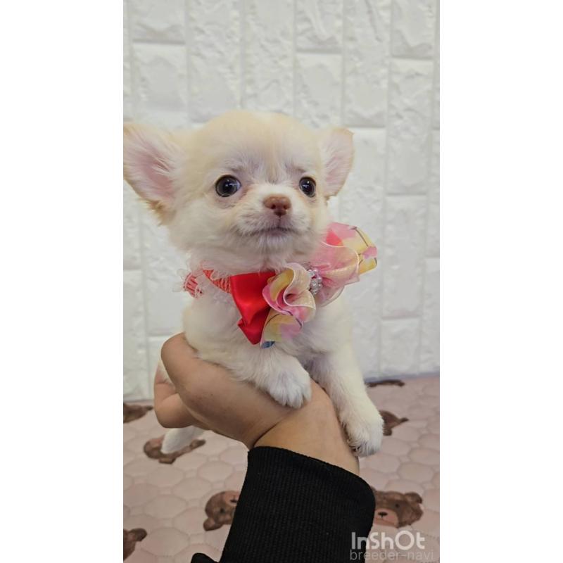 販売中の福岡県のチワワ(ロングコート)-434343の3枚目