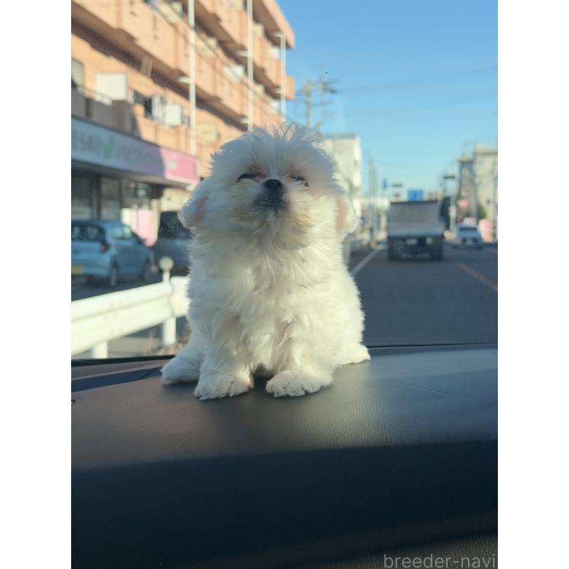 販売中の埼玉県のマルチーズ-434345の3枚目