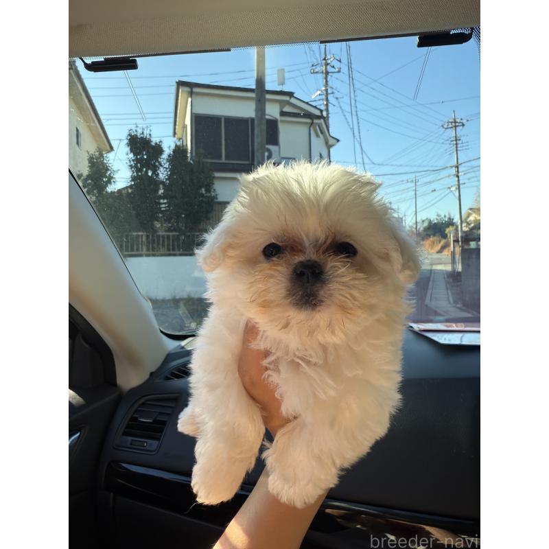 販売中の埼玉県のマルチーズ-434345の2枚目