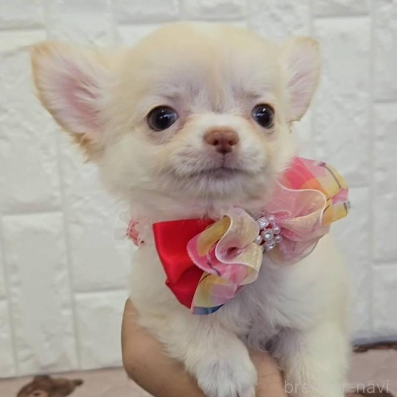 販売中の福岡県のチワワ(ロングコート)-434343の1枚目