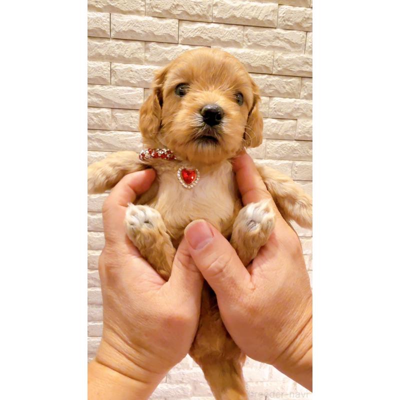 販売中の奈良県のキャバプー:キャバリア×トイプードル-434344の9枚目