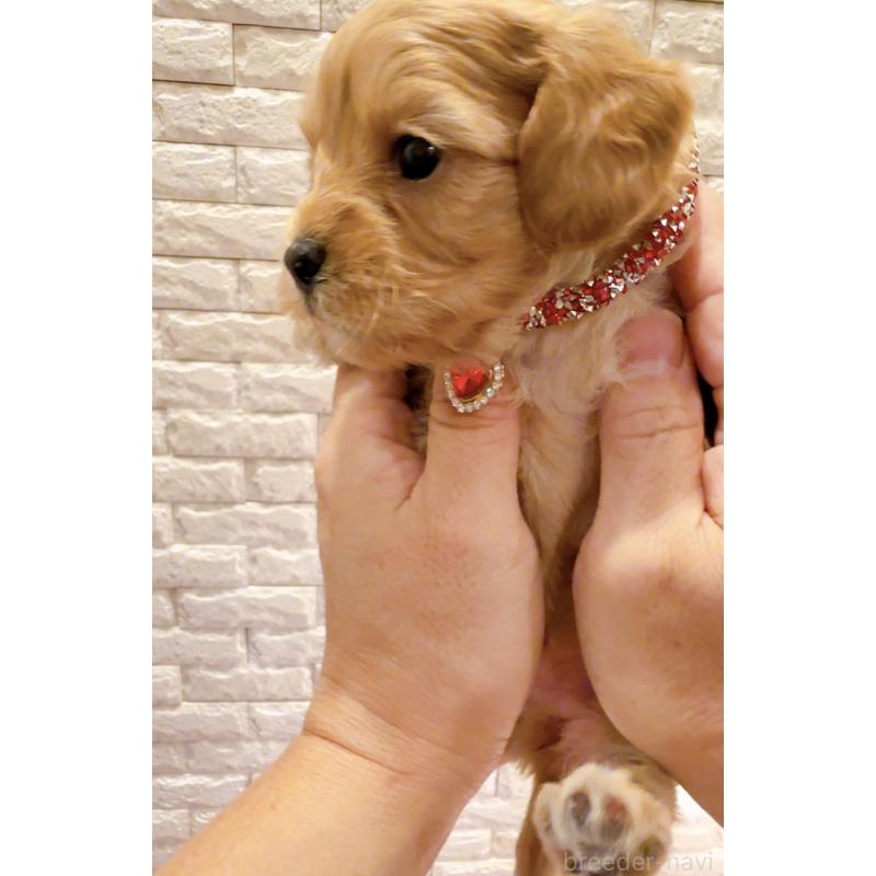 販売中の奈良県のキャバプー:キャバリア×トイプードル-434344の7枚目