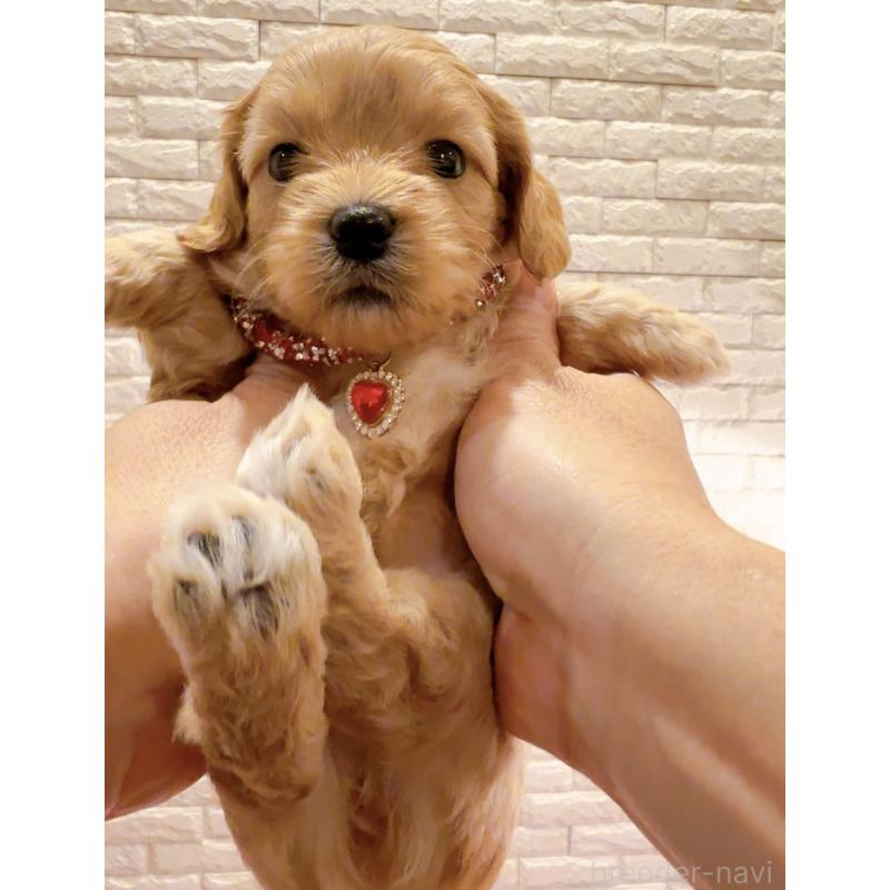 販売中の奈良県のキャバプー:キャバリア×トイプードル-434344の5枚目