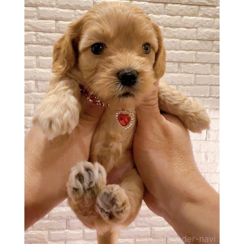 販売中の奈良県のキャバプー:キャバリア×トイプードル-434344の4枚目