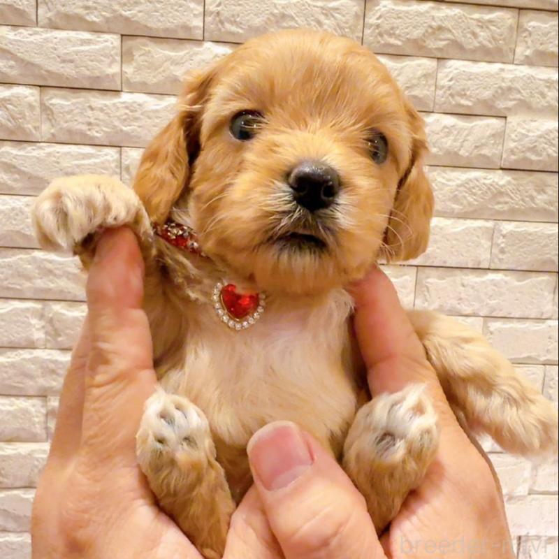 販売中の奈良県のキャバプー:キャバリア×トイプードル-434344の3枚目