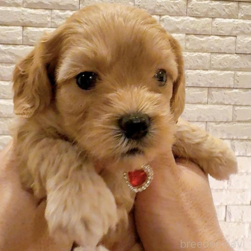 販売中の奈良県のキャバプー:キャバリア×トイプードル-434344の1枚目