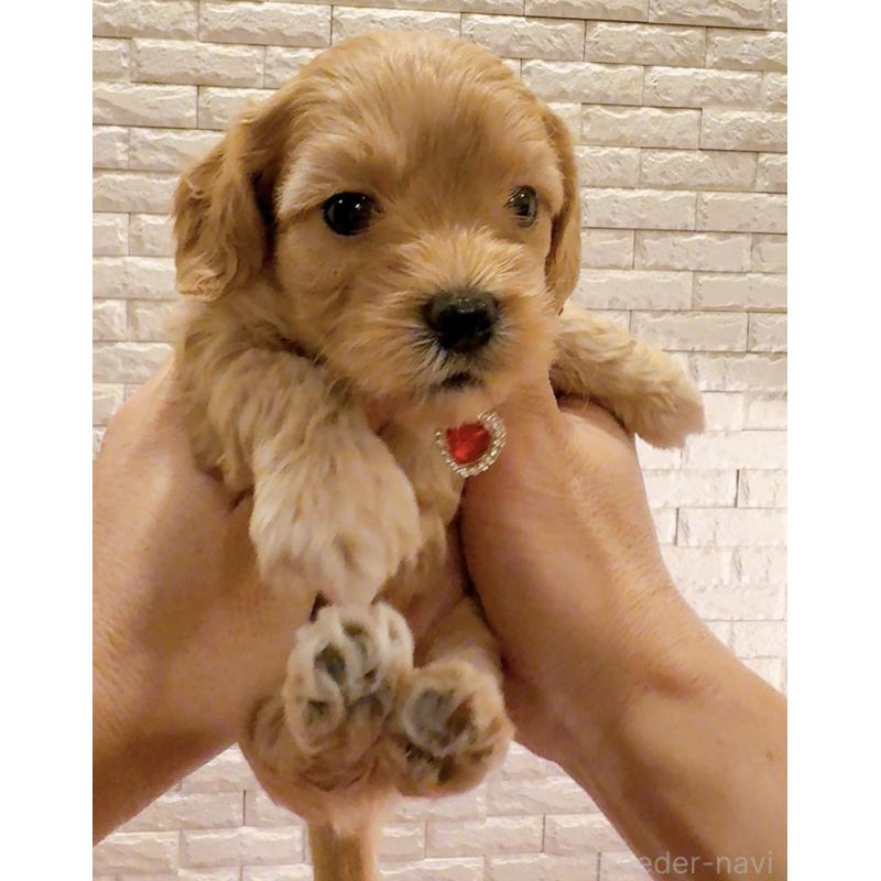 販売中の奈良県のキャバプー:キャバリア×トイプードル-434344の2枚目