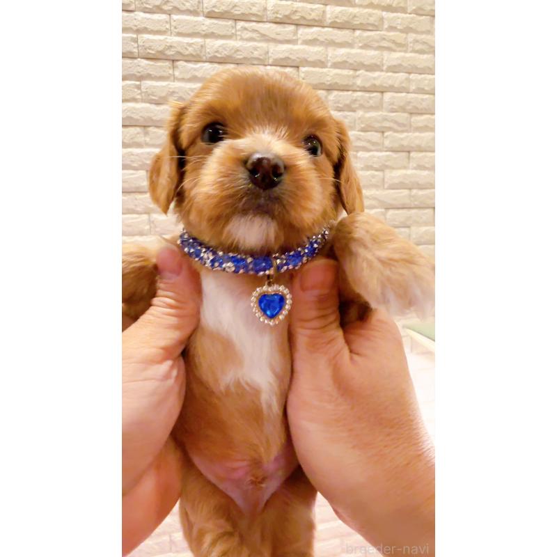 販売中の奈良県のキャバプー:キャバリア×トイプードル-434346の7枚目