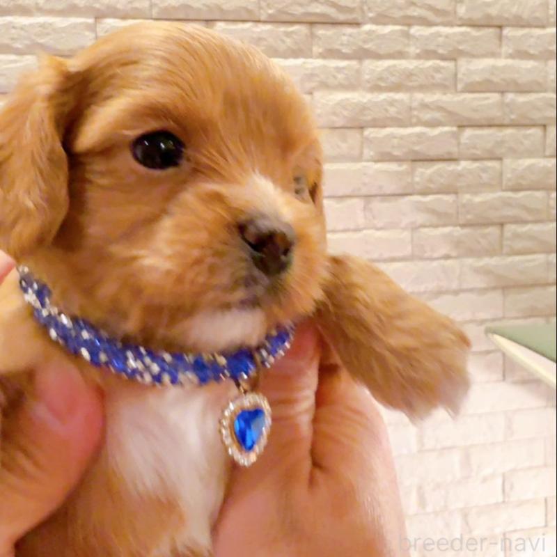 販売中の奈良県のキャバプー:キャバリア×トイプードル-434346の4枚目