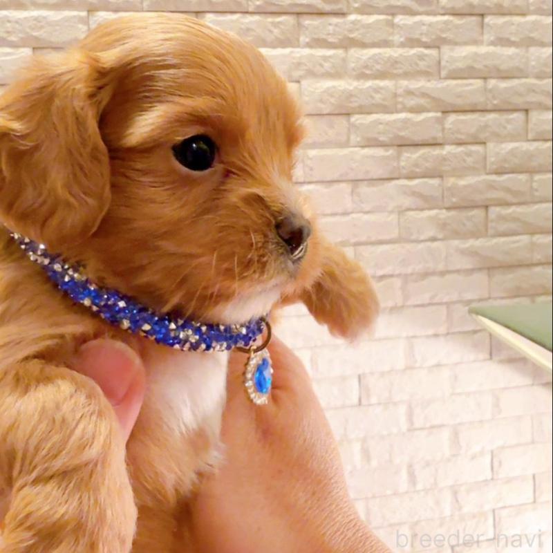 販売中の奈良県のキャバプー:キャバリア×トイプードル-434346の3枚目