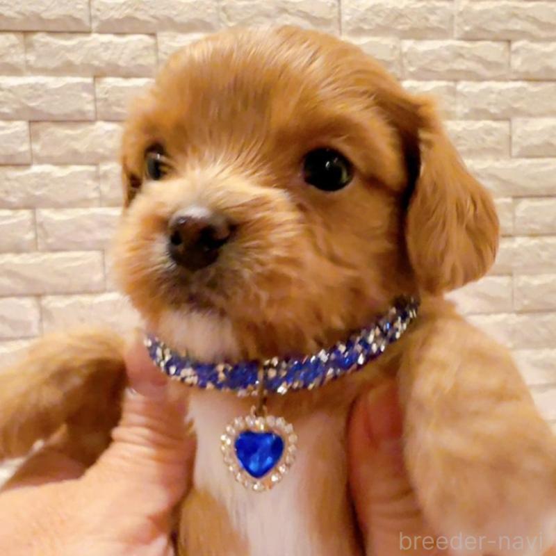 販売中の奈良県のキャバプー:キャバリア×トイプードル-434346