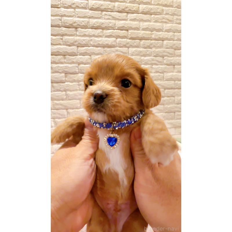 販売中の奈良県のキャバプー:キャバリア×トイプードル-434346の2枚目