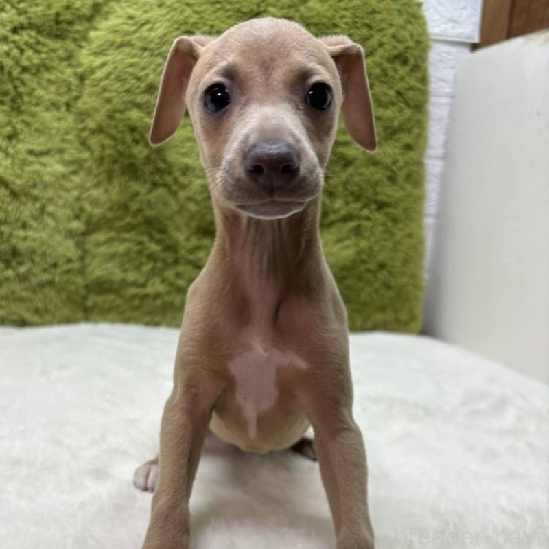 販売中の愛知県のイタリアングレーハウンド(イタグレ)-434347の2枚目