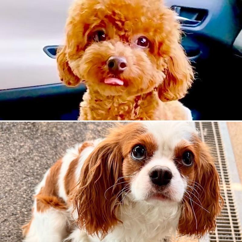 販売中の奈良県のキャバプー:キャバリア×トイプードル-434349の9枚目