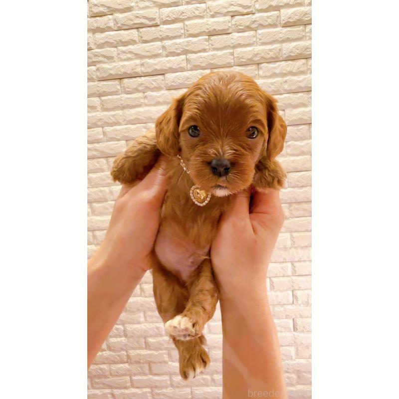 販売中の奈良県のキャバプー:キャバリア×トイプードル-434349の8枚目