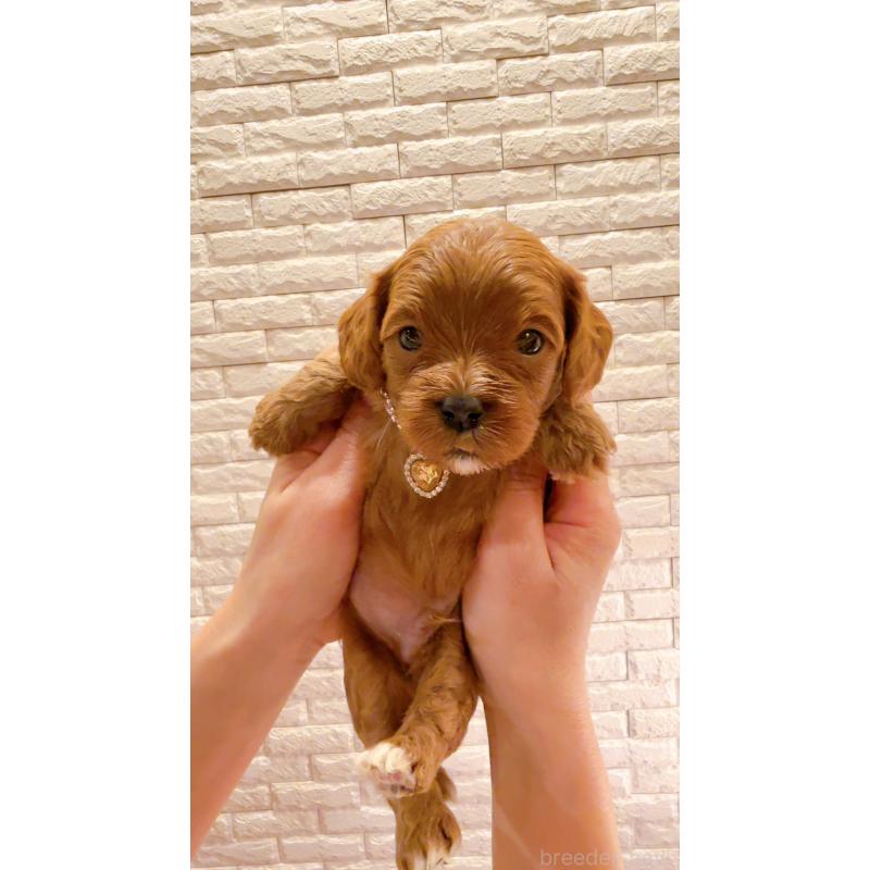 販売中の奈良県のキャバプー:キャバリア×トイプードル-434349の7枚目