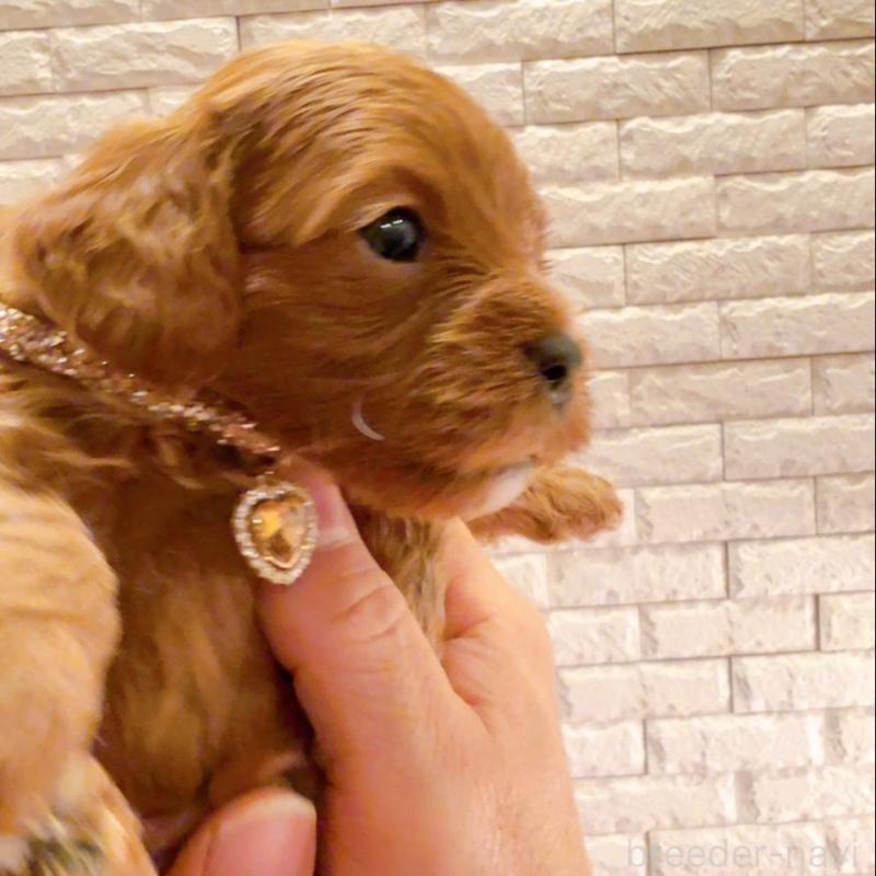 販売中の奈良県のキャバプー:キャバリア×トイプードル-434349の6枚目