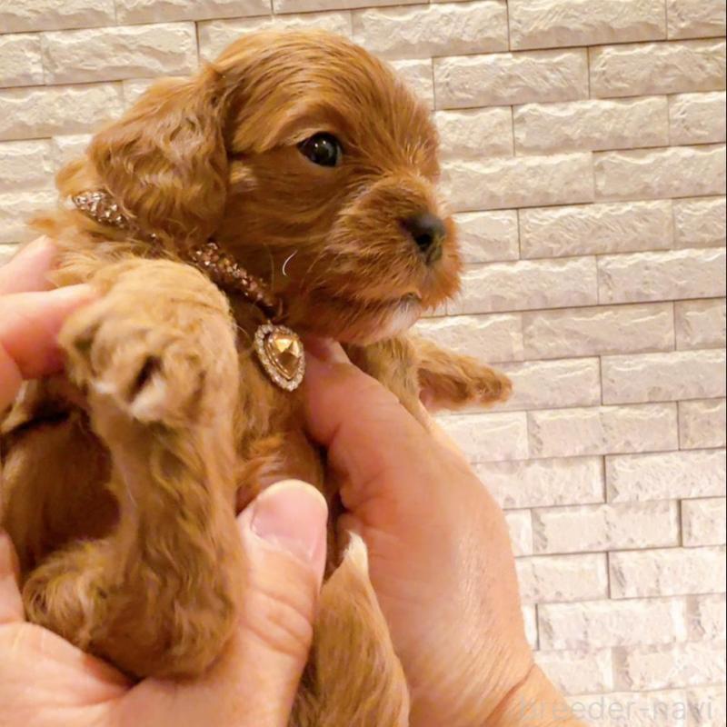 販売中の奈良県のキャバプー:キャバリア×トイプードル-434349の5枚目