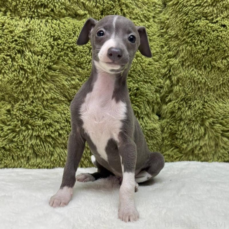 販売中の愛知県のイタリアングレーハウンド(イタグレ)-434348の2枚目