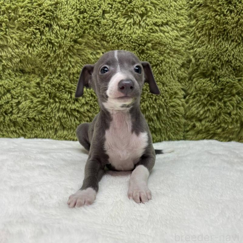 販売中の愛知県のイタリアングレーハウンド(イタグレ)-434348