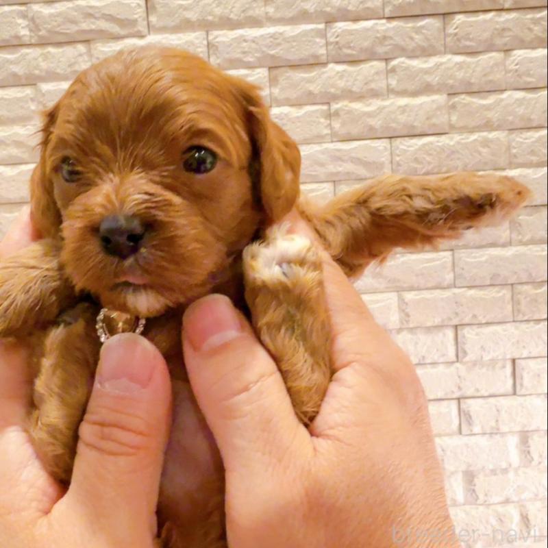 販売中の奈良県のキャバプー:キャバリア×トイプードル-434349の4枚目