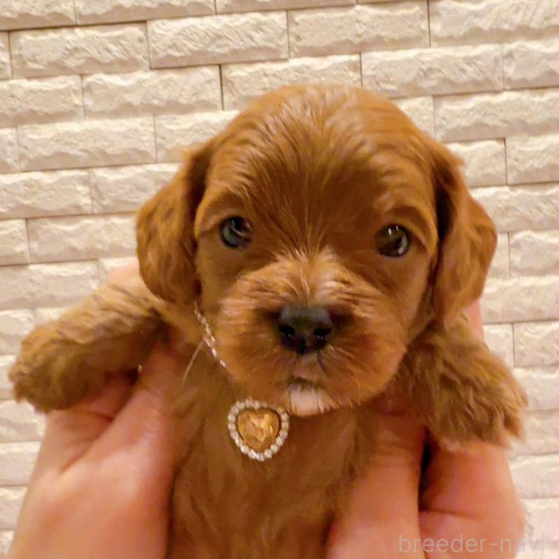 販売中の奈良県のキャバプー:キャバリア×トイプードル-434349の3枚目