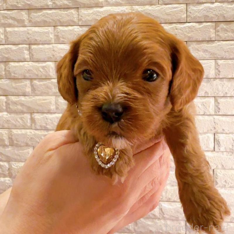 販売中の奈良県のキャバプー:キャバリア×トイプードル-434349