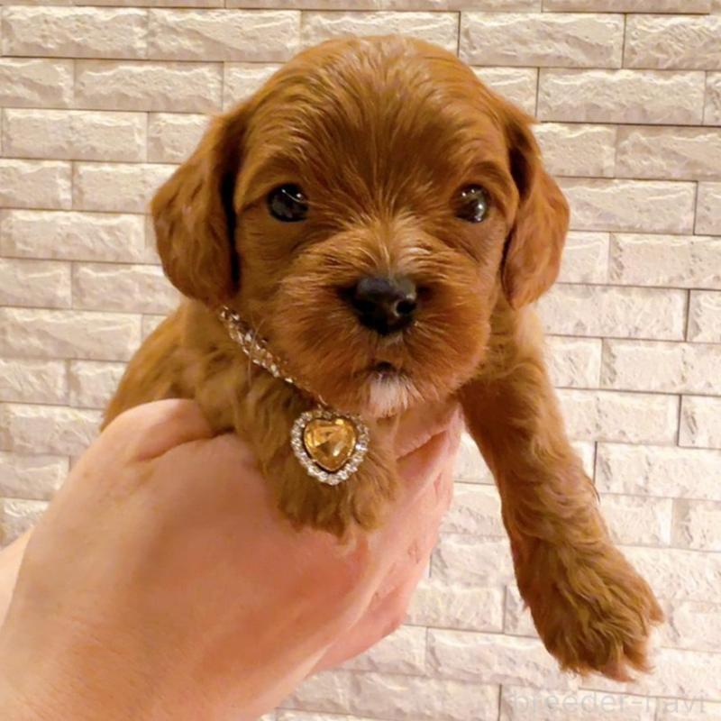 販売中の奈良県のキャバプー:キャバリア×トイプードル-434349の2枚目