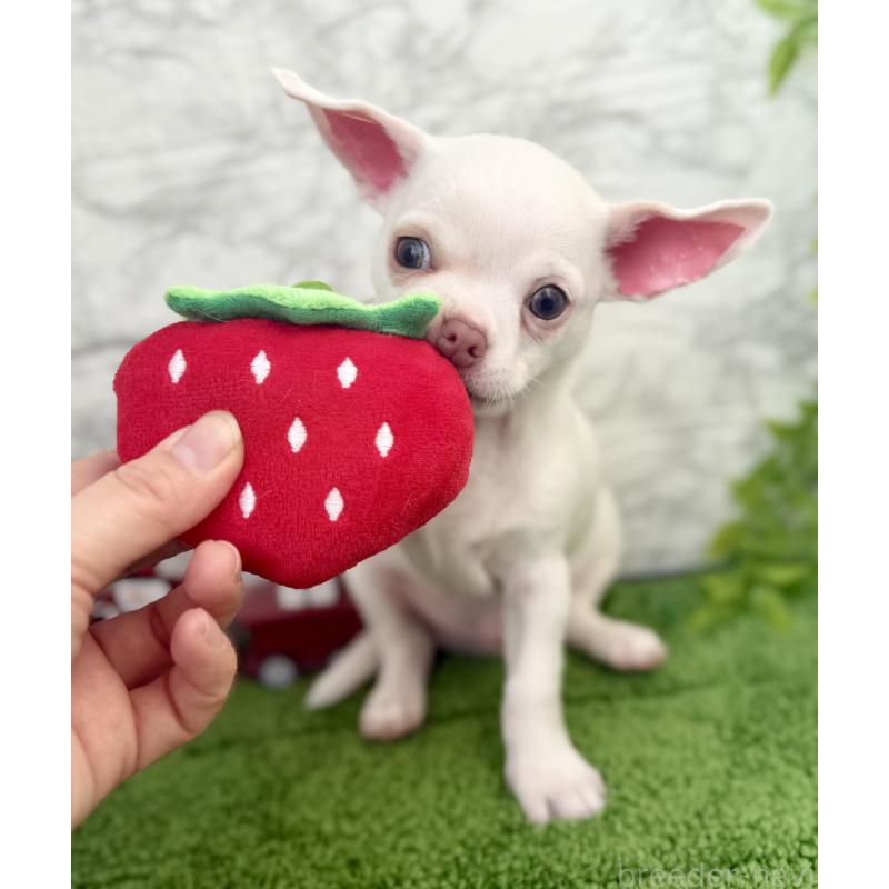 販売中の埼玉県のチワワ(スムースコート)-428360の11枚目