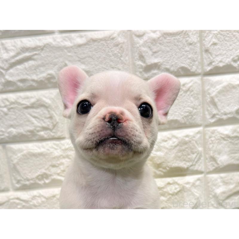販売中の愛知県のフレンチブルドッグ-434350の1枚目