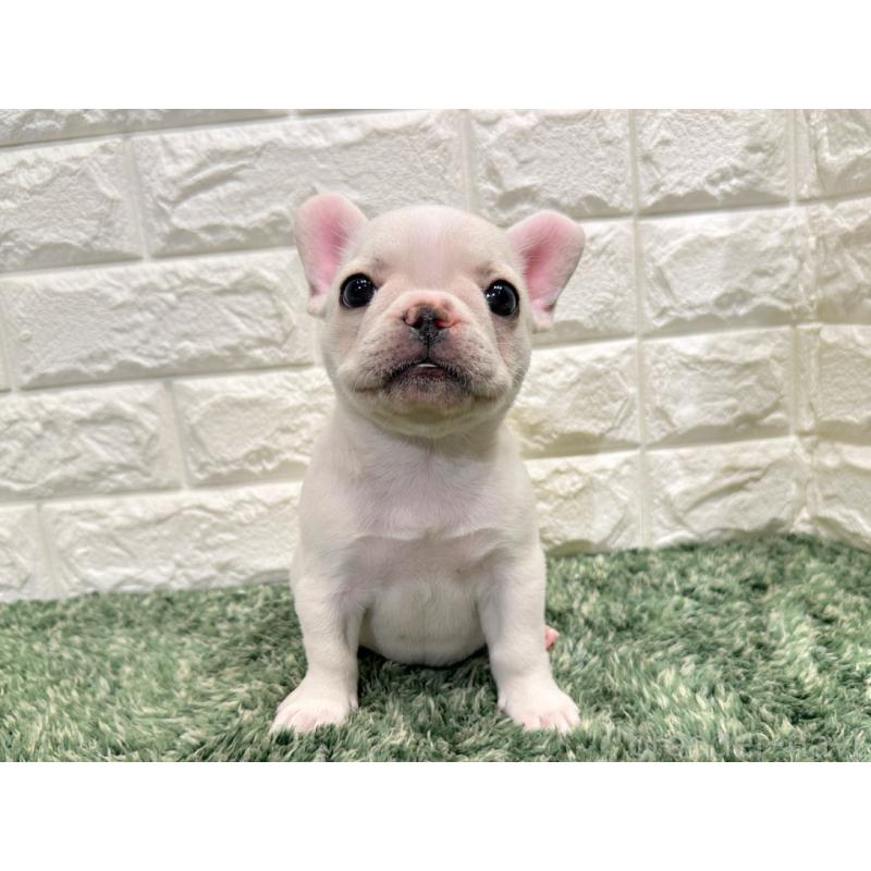 販売中の愛知県のフレンチブルドッグ-434350の4枚目