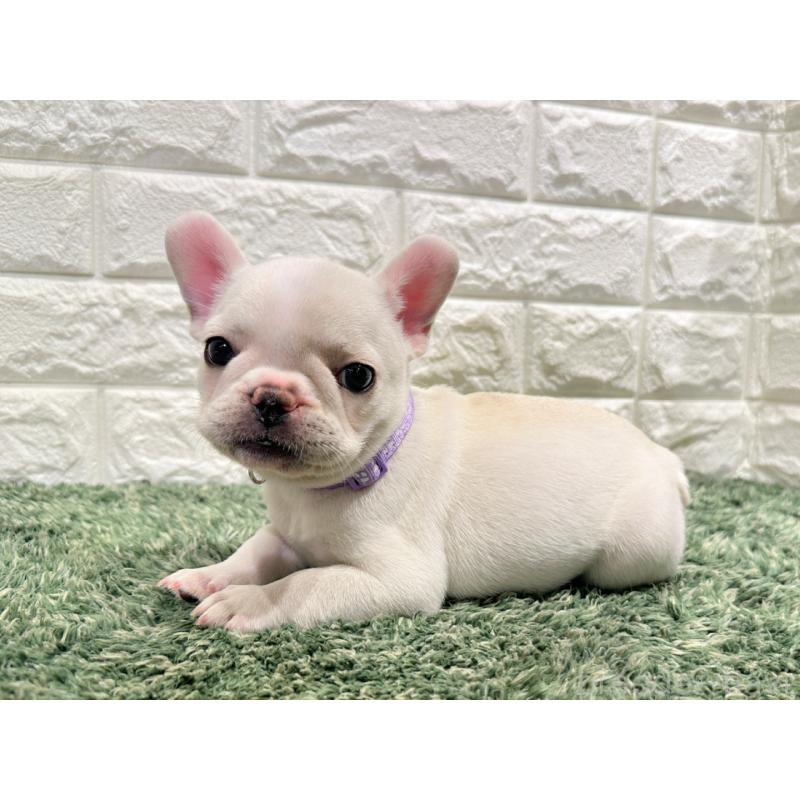 販売中の愛知県のフレンチブルドッグ-434350の3枚目